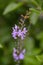 Pigeon berry Duranta erectaÂ purple-blue flowers in close-up